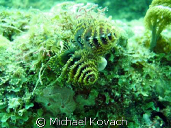 Christmas Tree worms on the Inside Reef at Lauderdale by ... by Michael Kovach 